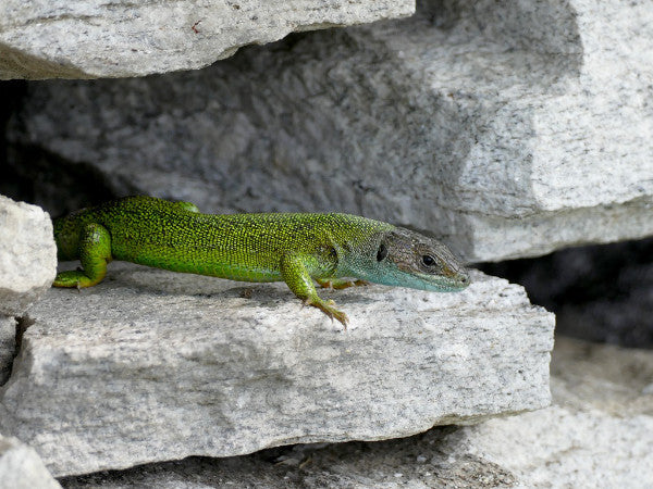 Smaragdeidechse in Steinmauer