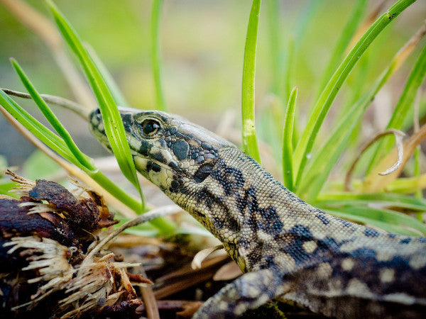 Mauereidechse im Gras